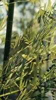 A close up of a plant with lots of leaves video