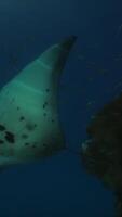 A manta ray swimming in the ocean video