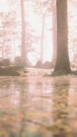 A stream running through a forest filled with lots of trees video