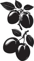 Damson plum, fruit silhouette, black color silhouette vector