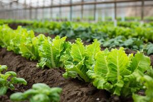 Rows of Fresh Green Lettuce and Basil Growing in Greenhouse Farm. Concept of Healthy Eating, Organic Agriculture and Local Produce photo