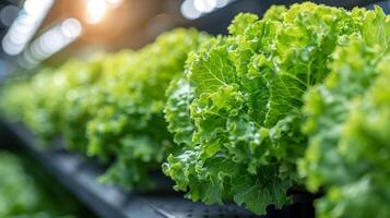 Fresh Green Lettuce Growing in Hydroponic Farm. A Sustainable Agriculture Solution photo