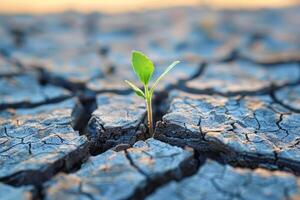Green seedling growing from crack in the ground, global warming concept photo