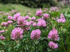 de cerca de hermosa delicado alfiler flores en el bosque, plantas y naturaleza fondo, estacional modelo foto