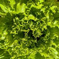 green lettuce closeup, organic veggies, salad background, healthy bio vegan and vegetarian food, home grown photo