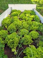 green vegetables garden, organic salad, lettuce, home grown fresh veggies, healthy produce, agriculture background photo