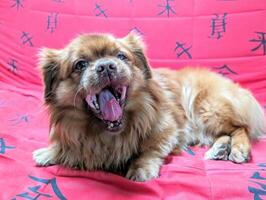 Portrait of cute little brown dog isolated on red background, pets and animals wallpaper photo