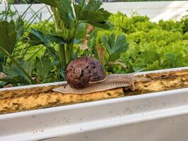 pequeño caracol en el lechuga jardín, invasor especies, animales y fauna silvestre antecedentes foto