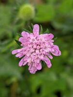 Closeup of beautiful delicate pin flowers in the forest, plants and nature background, seasonal template photo