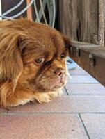 retrato de linda pequeño marrón perro tendido en el terraza foto