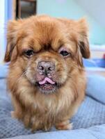 de cerca retrato de linda gracioso pequeño marrón perro con su lengua afuera, mascotas y animales fondo, fondo de pantalla foto