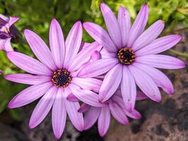hermosa delicado púrpura rosado flores fondo, estacional plantilla, naturaleza y floral fondo de pantalla foto