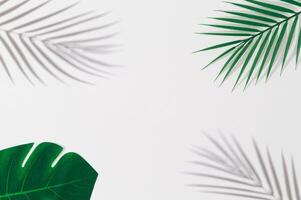 Green tropical leaves and shadow on white background. Minimal summer concept with palm tree leaf. Creative copyspace. Border arrangement. Exotic flat lay. Top of view. photo