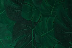 Creative nature background. Green tropical monstera leaves. Minimal summer jungle or forest pattern. Abstract flat lay. Top of view. photo