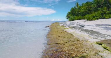 tropical de praia com quieto oceano e Palmeiras árvores video