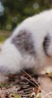 bicolore gris et blanc chat dans parc, mignonne duveteux chat sauté sur le caméra video