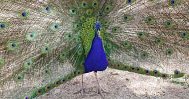 Peacock with opening his tail feathers. Feathers on beautiful tropical bird video