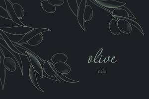 olive outline branch vector