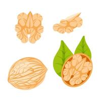 A set of images of a walnut, in the shell, walnut leaves, walnut kernel in a cute cartoon flat style. vector