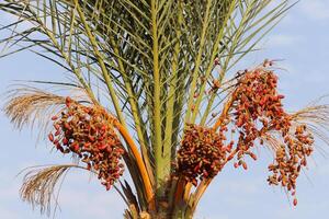 fechas son maduro en un alto palma árbol en un ciudad parque. foto