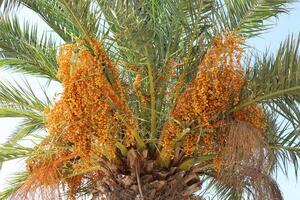 Dates are ripe on a tall palm tree in a city park. photo