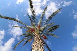 fechas son maduro en un alto palma árbol en un ciudad parque. foto