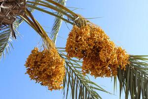 Dates are ripe on a tall palm tree in a city park. photo