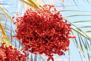 Dates are ripe on a tall palm tree in a city park. photo