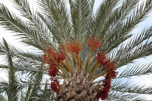 Dates are ripe on a tall palm tree in a city park. photo