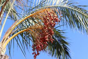 fechas son maduro en un alto palma árbol en un ciudad parque. foto