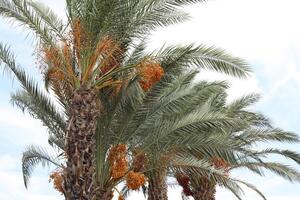 Dates are ripe on a tall palm tree in a city park. photo
