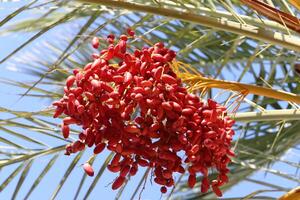 Dates are ripe on a tall palm tree in a city park. photo