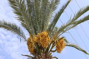 Dates are ripe on a tall palm tree in a city park. photo