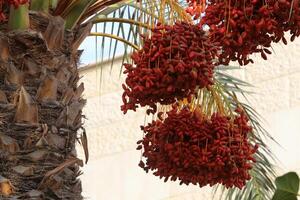 Dates are ripe on a tall palm tree in a city park. photo