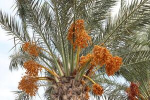 Dates are ripe on a tall palm tree in a city park. photo