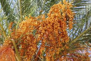 Dates are ripe on a tall palm tree in a city park. photo