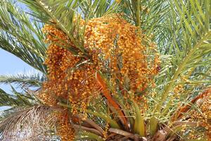 Dates are ripe on a tall palm tree in a city park. photo