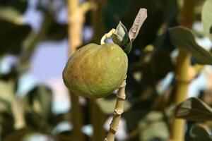 Adam's apple fruits and flowers in a city park in Israel. photo