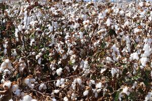 Cotton is a plant fiber that covers cotton seeds photo