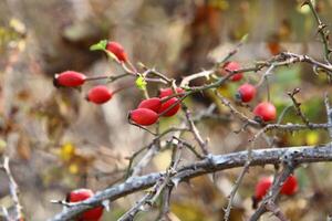 A rose hip grows and bears fruit in a city park in Israel. photo