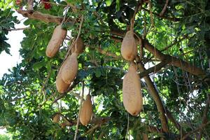 Breadfruit in a city park in Israel. photo