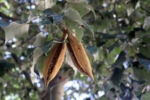 Brachychiton growing in a city park in Israel. photo