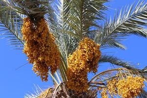 Dates are ripe on a tall palm tree in a city park. photo