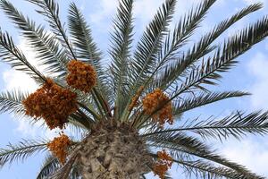 Dates are ripe on a tall palm tree in a city park. photo