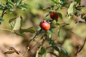 un Rosa cadera crece y osos Fruta en un ciudad parque en Israel. foto