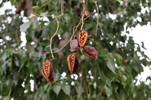 Brachychiton growing in a city park in Israel. photo