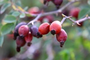 A rose hip grows and bears fruit in a city park in Israel. photo