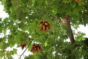 Brachychiton growing in a city park in Israel. photo