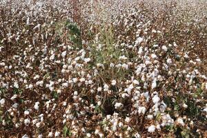 Cotton is a plant fiber that covers cotton seeds photo