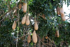 Breadfruit in a city park in Israel. photo